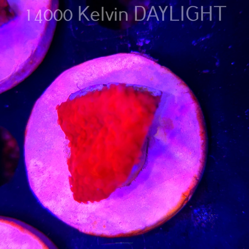 Montipora setosa ORA (20.02.2026)  3cm