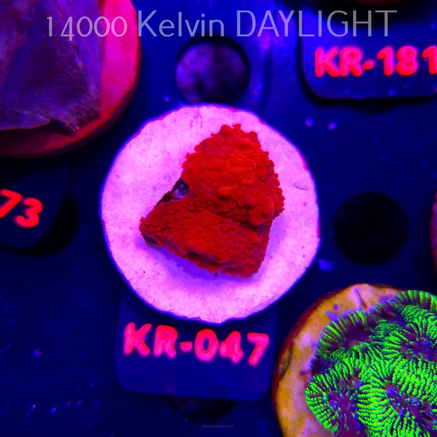Montipora setosa ORA (20.04.2026) KR-047  3cm