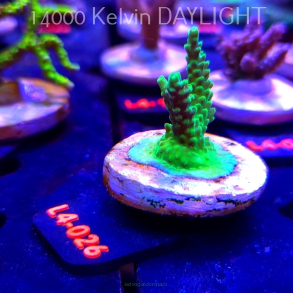Acropora sp. PREMIUM AUSTRALIA (19.05.2026) L4-026  6cm