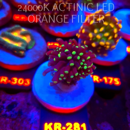 Euphyllia cristata GREEN TIPS (24.09.2026) KR-281