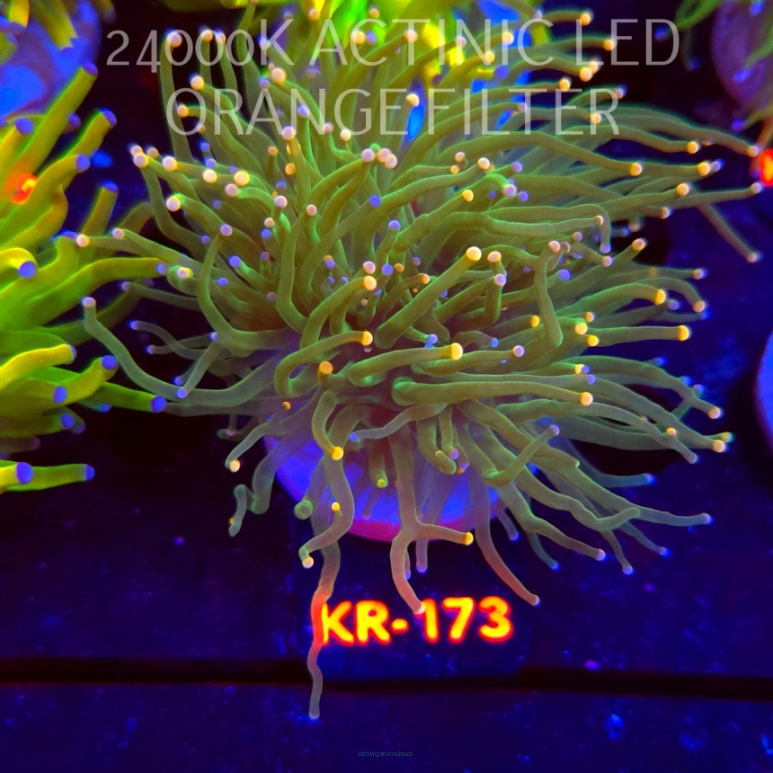 Euphyllia glabrescens ORANGE-PINK TIP (17.01.2026) KR-173