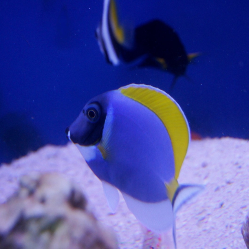 Acanthurus leucosternon (Pokolec Białobrody) rozmiar 7-8 cm