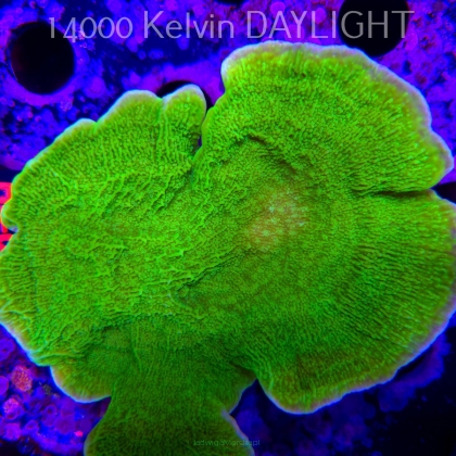 Montipora capricornis TOXIC GREEN (01.06.2026) H4-090  15cm