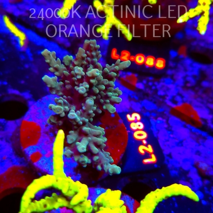 Acropora sp. AUSTRALIA (17.03.2026) L2-085  7cm