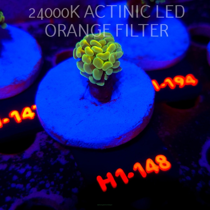 Euphyllia paraancora AUSSIE GREEN HOLOGRAM HAMMER (01.07.2026) H1-148