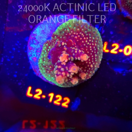 Acropora sp. AUSTRALIA (18.03.2026) L2-122  5cm