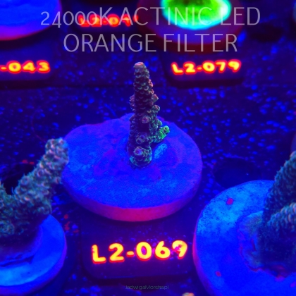 Acropora HYACINTHUS RED PALNET (16.11.2025) L2-069  4cm