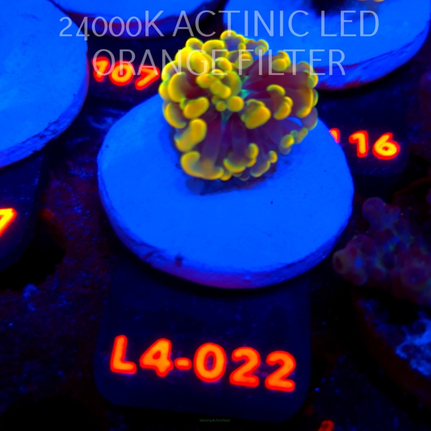 Euphyllia paraancora AUSSIE GOLD HAMMER (01.07.2026) L4-022