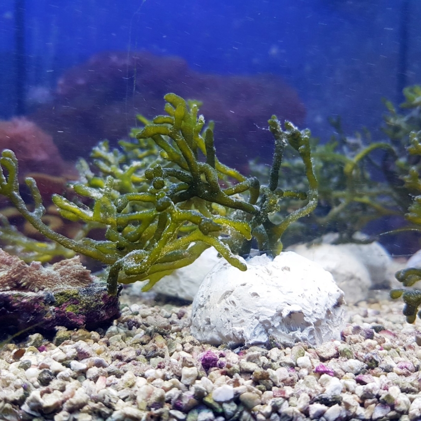Codium (makroglony do refugium)