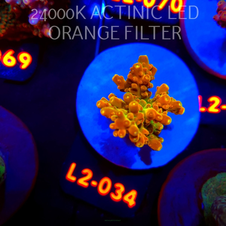 Acropora loripes GOLDEN JAWDROPPER (14.08.2026) L2-034  3cm