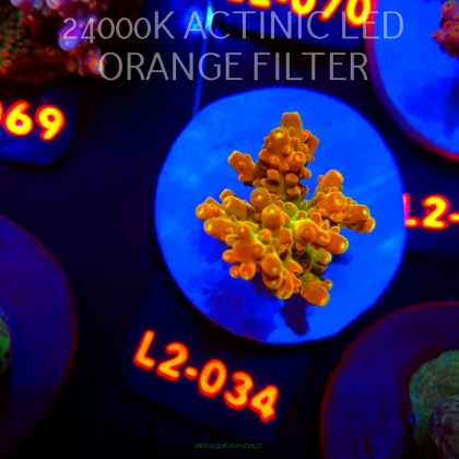 Acropora loripes GOLDEN JAWDROPPER (14.08.2026) L2-034  3cm
