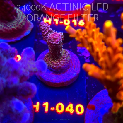 Acropora MILLEPORA RAINBOW (02.02.2026) H1-040  4cm