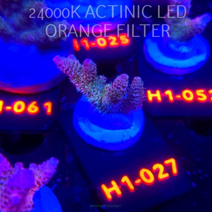 Acropora MILLEPORA RAINBOW (02.11.2025) H1-027  4cm