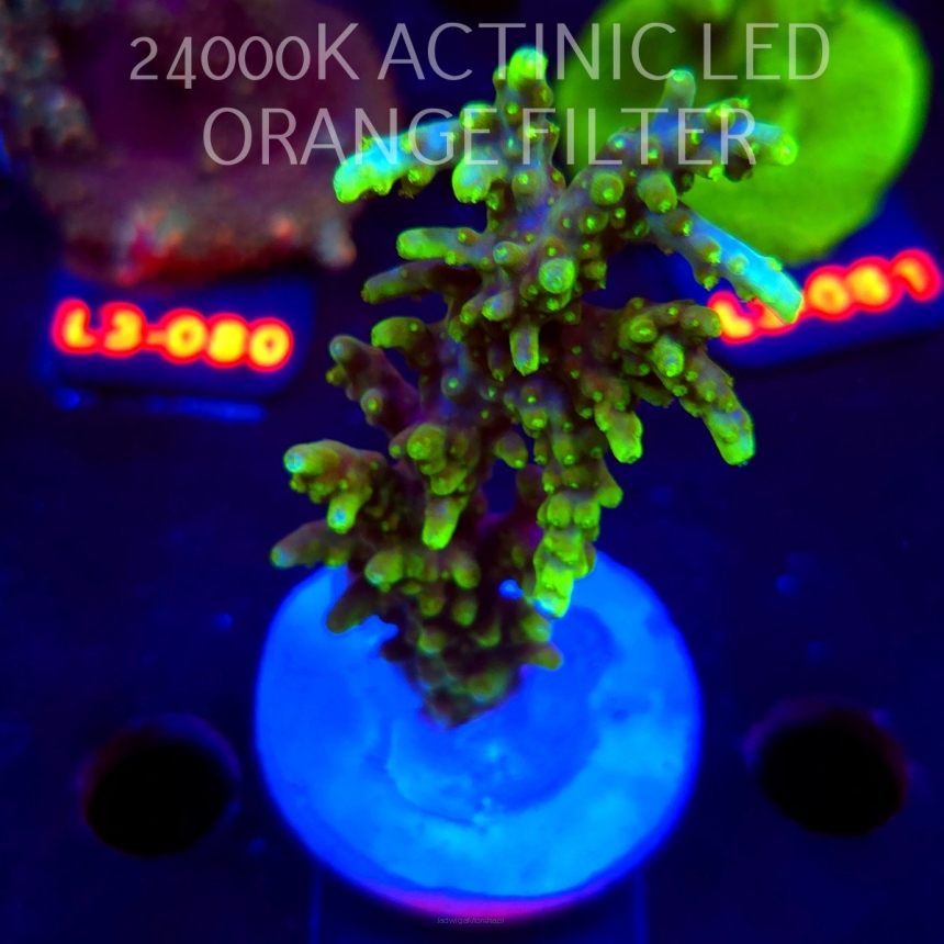 Acropora sp. PREMIUM AUSTRALIA (09.05.2026) L3-075  9cm