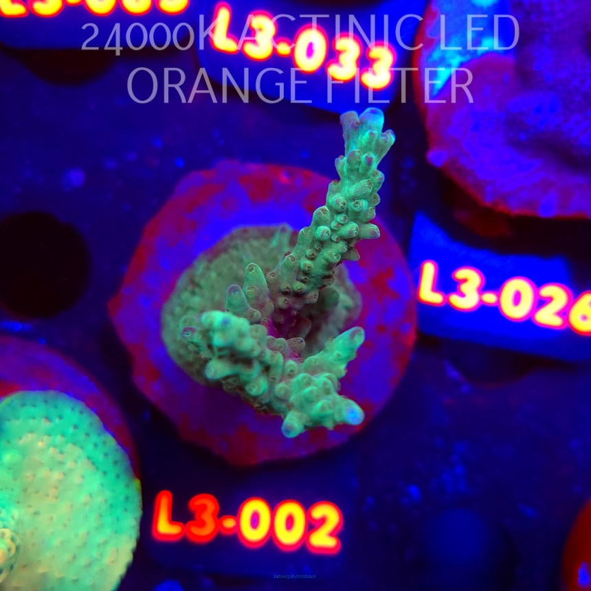 Acropora sp. AUSTRALIA (04.01.2026) L3-002  9cm