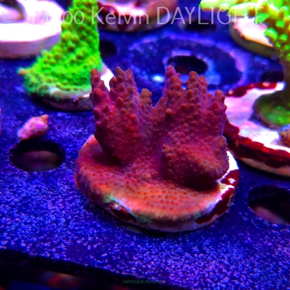 Acropora sp. AUSTRALIA (19.06.2025) L3-II-19  5cm