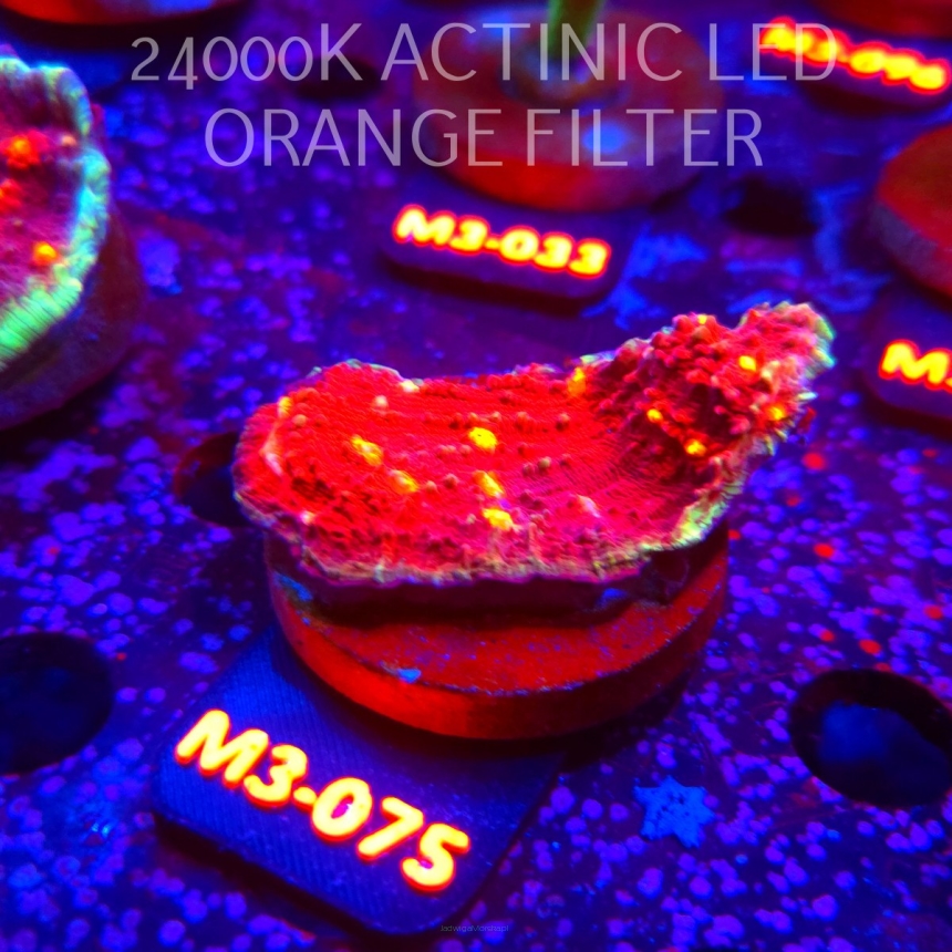 Echinophyllia Orange Eye Red Chalice (12.04.2026) M3-075  6cm