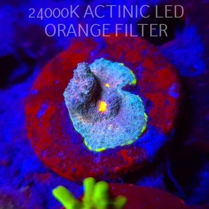 Echinophyllia Flaming Bugatti Chalice (08.11.2025) MM1-I-34  2.5cm