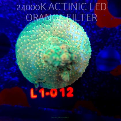 Acropora TG PINK FLOYD ACRO (16.03.2026) L1-012  5cm