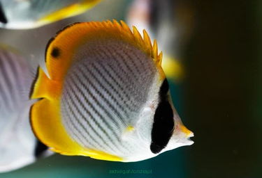 Chaetodon adiergastos rozmiar 4-5cm