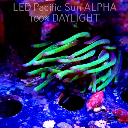 Aulactinia veratra GREEN ANEMONE NEW ZEALAND / AUSTRALIA (01.09.2025)