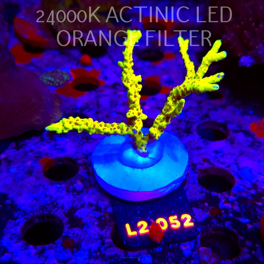 Anacropora WWC SLIMEBALL (17.03.2026) L2-052  8cm