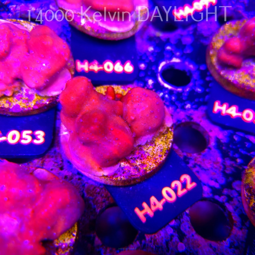 Blue Ridge Coral - Heliopora coerulea - Blue Fire Coral (01.06.2026) H4-022  5cm