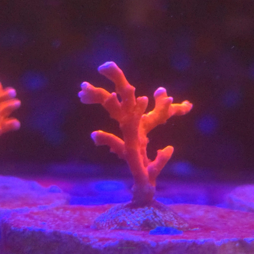 Anacropora Jason Fox TNT (13.01.2026) MM6-I-20  2.5cm