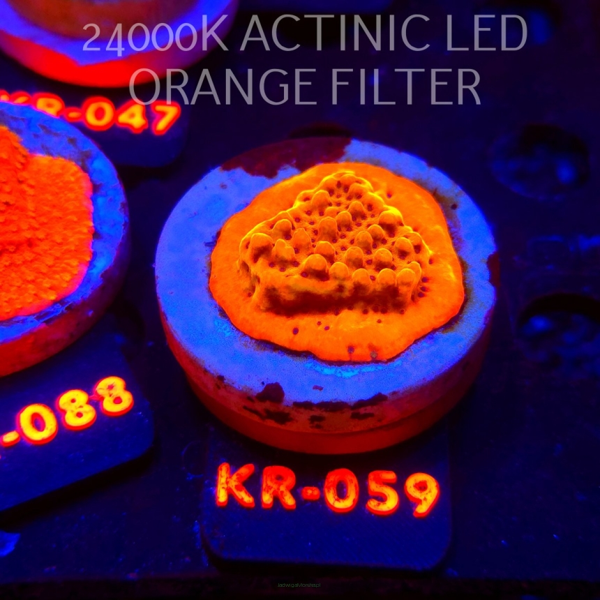 Montipora JASON FOX BRAIN FREEZE (07.12.2025) KR-059  4cm