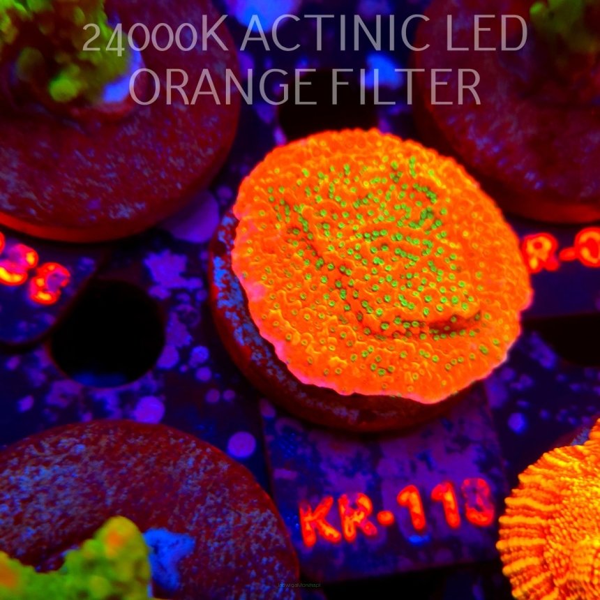 Montipora JASON FOX PHOENIX EVOLUTION (21.06.2026) KR-118  5cm
