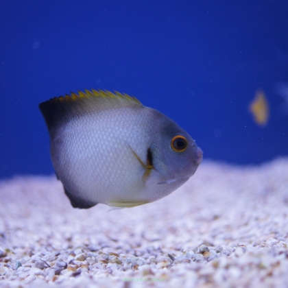 Centropyge vrolikii 7cm