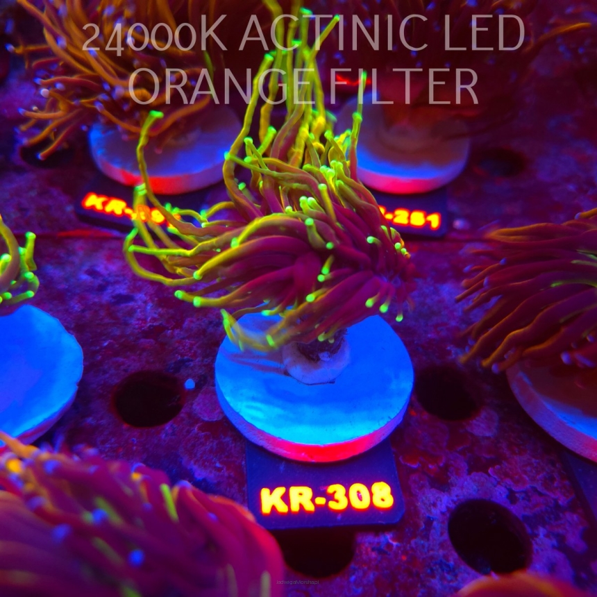 Euphyllia glabrescens OG DRAGON SOUL (19.09.2026) KR-308  1+HEAD