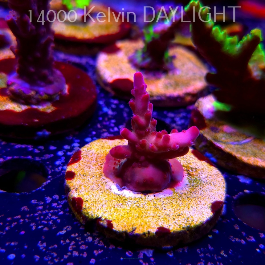Acropora JMC PINK DREAM (24.05.2025) L2-II-30  3cm