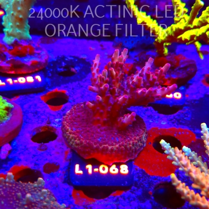 Acropora JMC PINK DREAM (16.03.2026) L1-068  6cm