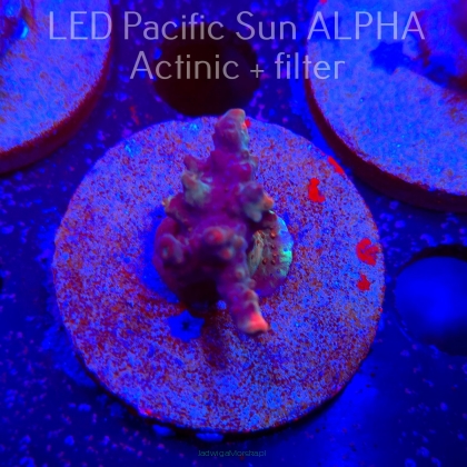 Acropora sp AUSTRALIA (19.01.2025) L2-II-30  3cm