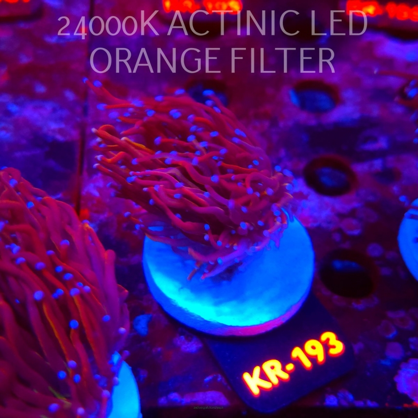 Euphyllia glabrescens NY KNICKS TORCH (01.09.2026) KR-193