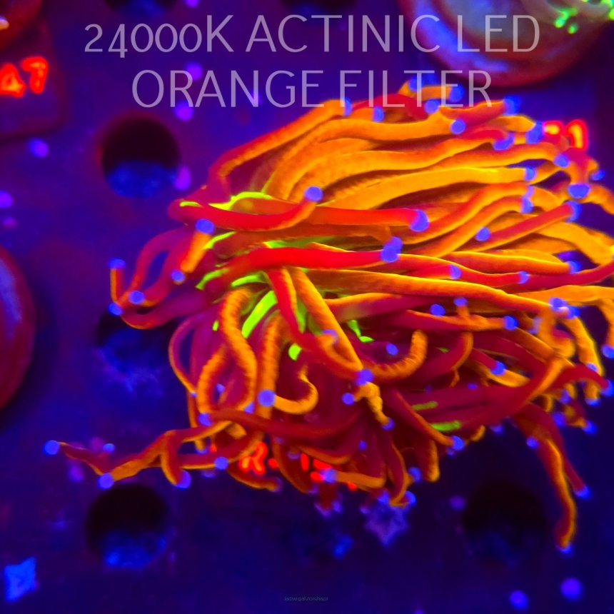 Euphyllia glabrescens NY KNICKS TORCH (07.02.2026) KR-054