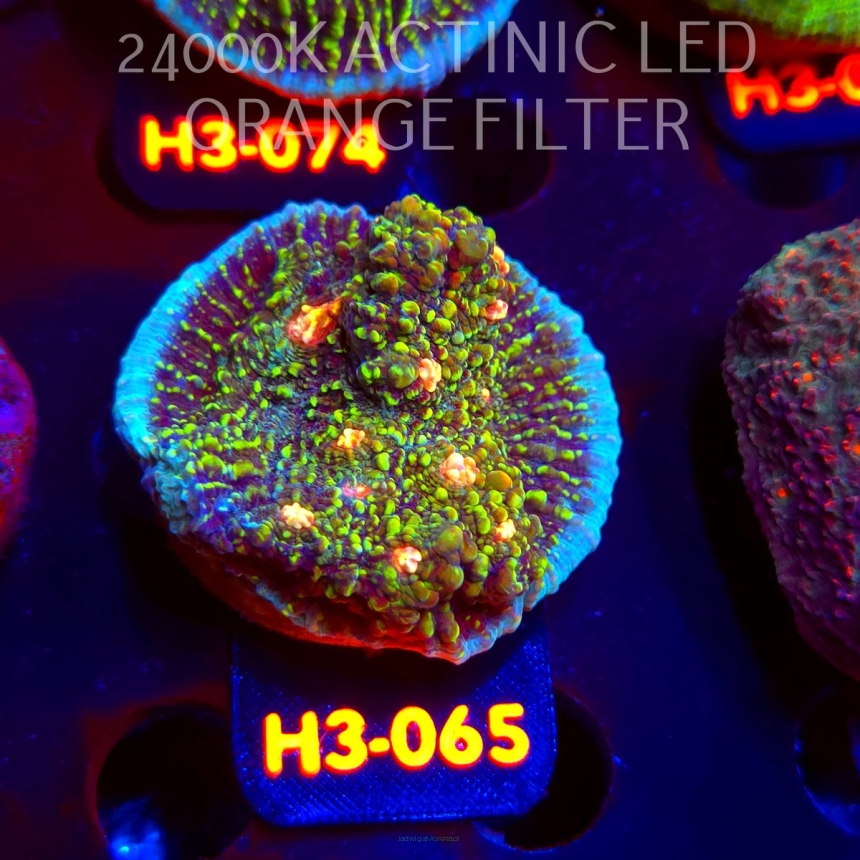 Echinopora lamellosa BLUE RED & YELLOW UNIQUE (01.06.2026) H3-065  5cm