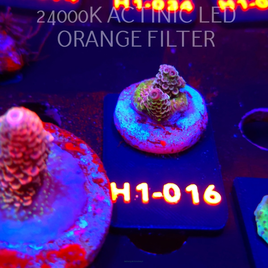 Acropora sp. PREMIUM (24.05.2026) H1-016  2cm