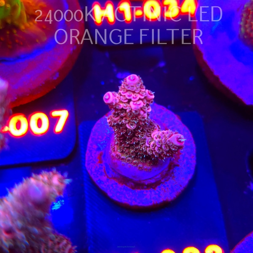 Acropora spathulata CORAL SEA ULTRA RED (02.02.2026) H1-038  3cm