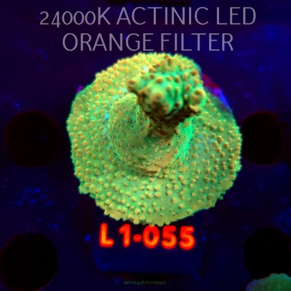 Acropora TG PINK FLOYD ACRO (03.08.2026) L1-055  6cm