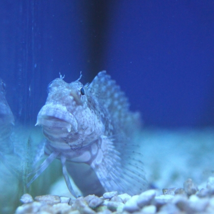 Salarias Fasciatus 8cm