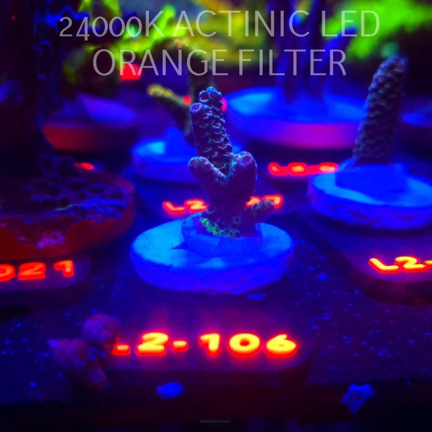 Acropora sp. AUSTRALIA (12.11.2025) L2-106  3cm