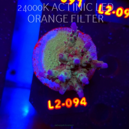 Acropora sp. AUSTRALIA (19.03.2026) L2-094  5cm