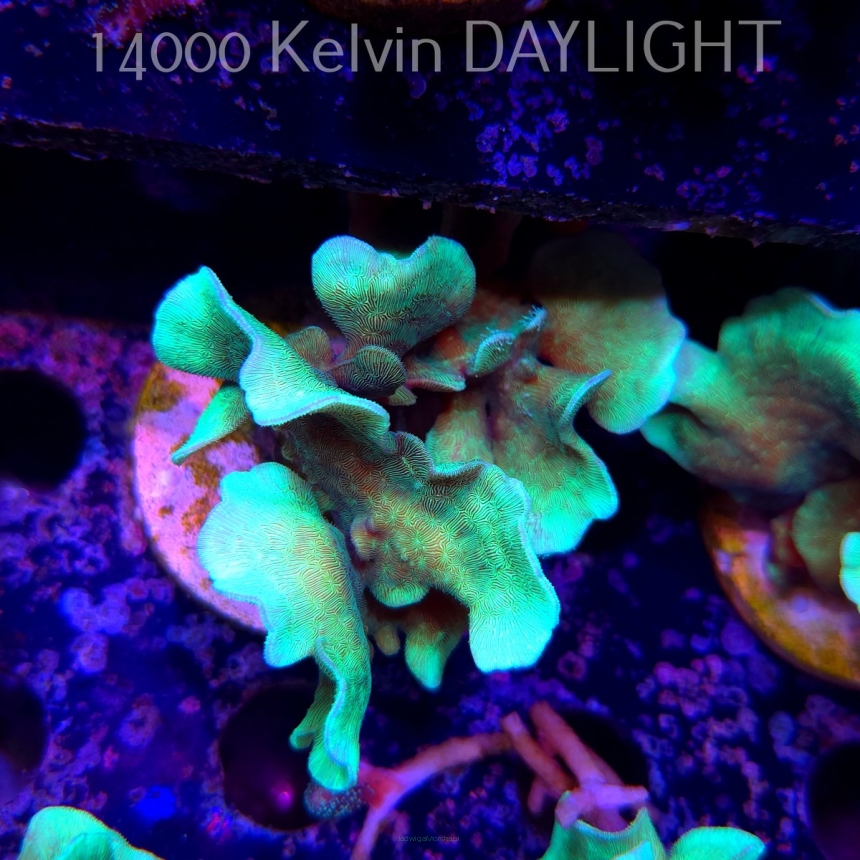 Pavona cactus (18.05.2025)  7cm