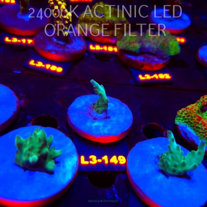 Acropora LORIPES FIJI GOLD (11.09.2026) L3-149  2cm