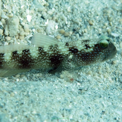 Cryptocentrus fasciatus rozmiar 9-10 cm