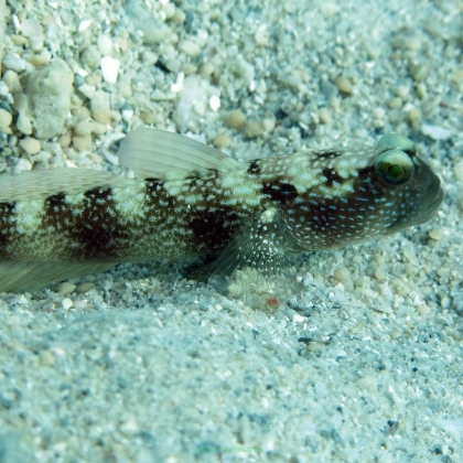 Cryptocentrus fasciatus rozmiar 10-11 cm