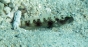 Cryptocentrus fasciatus rozmiar 10-11 cm