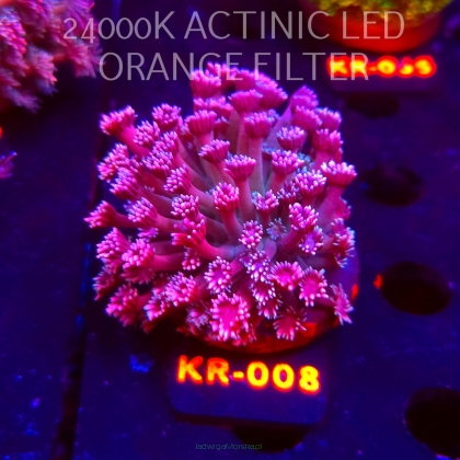 Goniopora stokesi RAINBOW (04.12.2025) KR-008